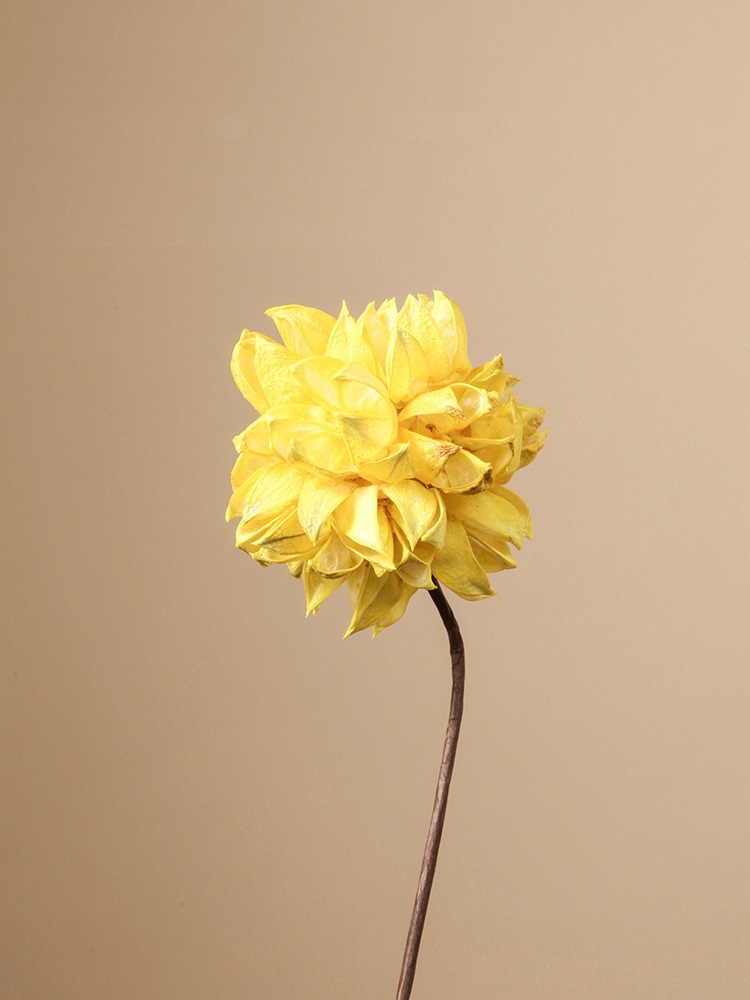 Hoa khô tự nhiên trang trí phòng khách BHM7358A | Flexdecor VN | 19