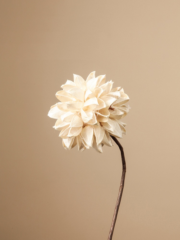 Hoa khô tự nhiên trang trí phòng khách BHM7358A | Flexdecor VN | 17